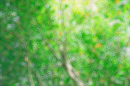 The warm spring sun shining through the canopy of tall beech trees, nature backgroundの写真素材