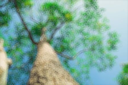 The warm spring sun shining through the canopy of tall beech trees, nature backgroundの写真素材