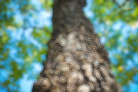 The warm spring sun shining through the canopy of tall beech trees, nature backgroundの写真素材