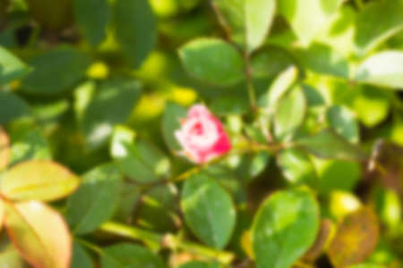 Roses in the garden filtered, Roses are beautiful with a beautiful sunny day.の写真素材