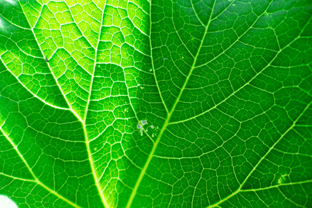 Fresh green leaf texture macro close-up, nature background
