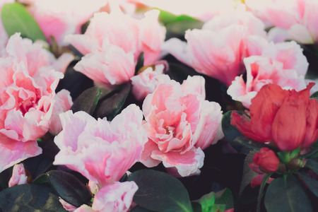 The background image of the colorful flowers, background natureの写真素材