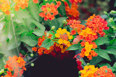 The background image of the colorful flowers, background natureの写真素材