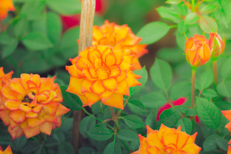 Roses in the garden filtered, Roses are beautiful with a beautiful sunny day.の写真素材