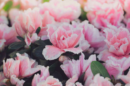 The background image of the colorful flowers, background nature