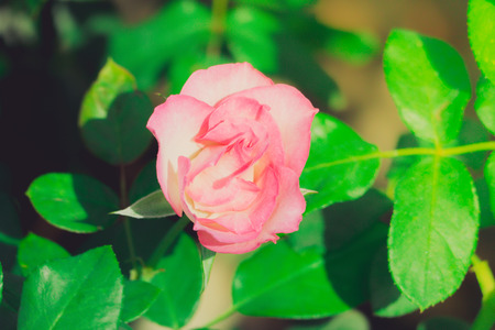 Roses in the garden filtered, Roses are beautiful with a beautiful sunny day.の写真素材