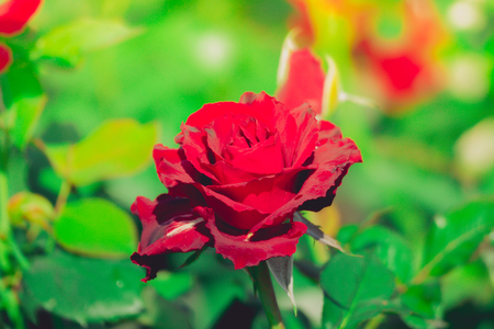 Roses in the garden filtered, Roses are beautiful with a beautiful sunny day.の写真素材