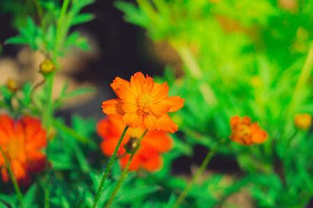 The background image of the colorful flowers, background natureの写真素材