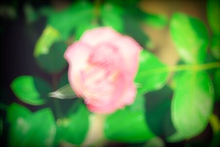 Roses in the garden filtered, Roses are beautiful with a beautiful sunny day.の写真素材