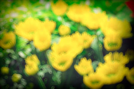 The background image of the colorful flowers, background nature