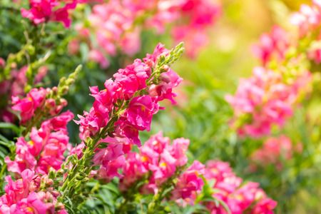 The background image of the colorful flowers, background natureの写真素材