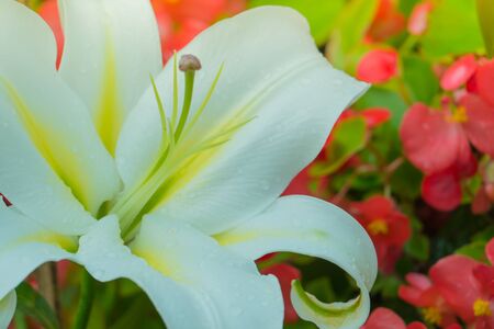 The background image of the colorful flowers, background natureの写真素材