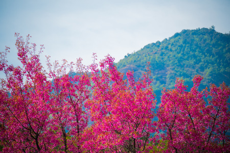 Sakura flowers blooming blossom in Chiang Mai, Thailand, nature backgroundの写真素材