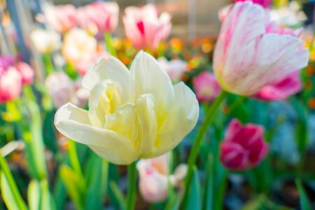 Tulip. Beautiful bouquet of tulips. colorful tulips. tulips in spring,colourful tulip