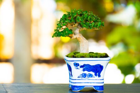 Close up shot bonsai on bokeh background, nature backgroundの写真素材