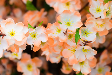 Sakura flowers blooming blossom in Chiang Mai, Thailand, nature backgroundの写真素材