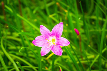The background image of the colorful flowers, background natureの写真素材