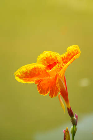 Radiant Canna Lily Blossom on a Summer Day, flower backgroundの写真素材