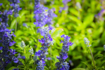 Beautiful Butterfly on Colorful Flower, nature backgroundの写真素材