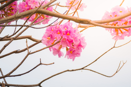 beautiful background with flowers roses, valentine background, flowers backgroundの写真素材