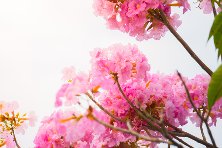 beautiful background with flowers roses, valentine background, flowers backgroundの写真素材