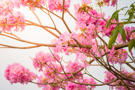 beautiful background with flowers roses, valentine background, flowers background