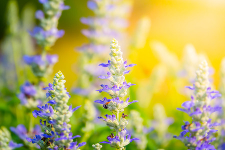 The background image of the colorful flowers, background natureの写真素材