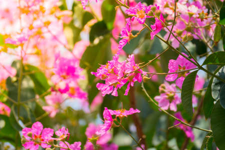 The background image of the colorful flowers, background natureの写真素材