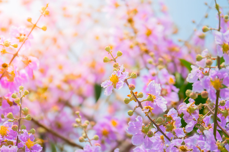 The background image of the colorful flowers, background natureの写真素材