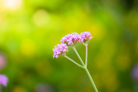 The background image of the colorful flowers, background natureの写真素材