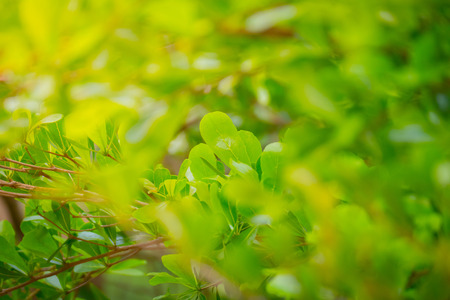 forest trees leaf. nature green wood sunlight backgroundsの写真素材
