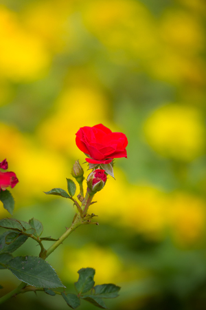 The background image of the colorful flowers, background natureの写真素材