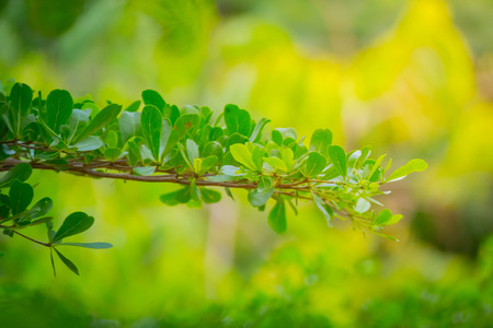 forest trees leaf. nature green wood sunlight backgroundsの写真素材