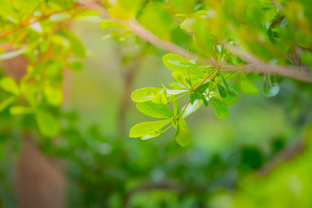 forest trees leaf. nature green wood sunlight backgroundsの写真素材