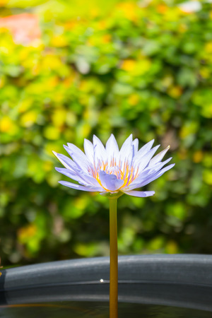 Lotus flowers blooming on the pond in summerの写真素材