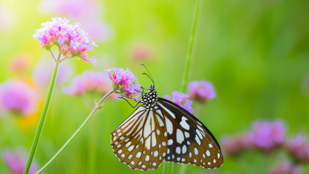 Beautiful Butterfly on Colorful Flower, nature backgroundの写真素材