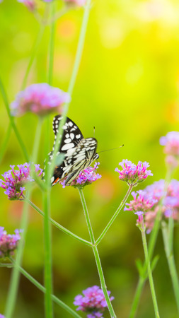 Beautiful Butterfly on Colorful Flower, nature backgroundの写真素材