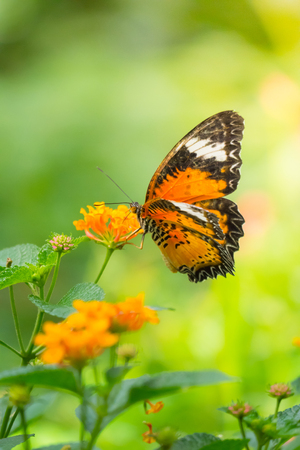 Beautiful Butterfly on Colorful Flower, nature backgroundの写真素材