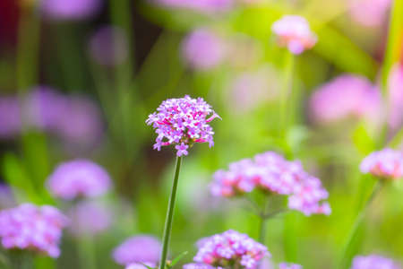 The background image of the colorful flowers, background natureの写真素材