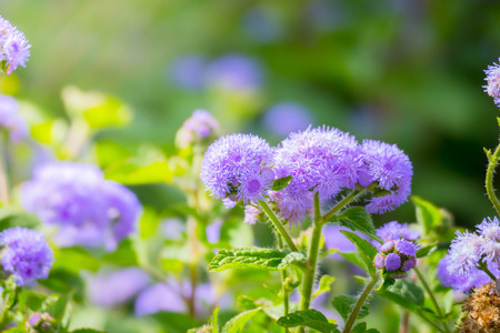 The background image of the colorful flowers, background natureの写真素材