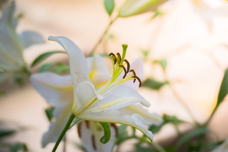The background image of the colorful flowers, background natureの写真素材