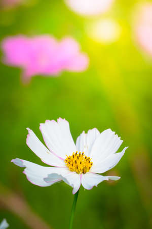 The background image of the colorful flowers, background natureの写真素材