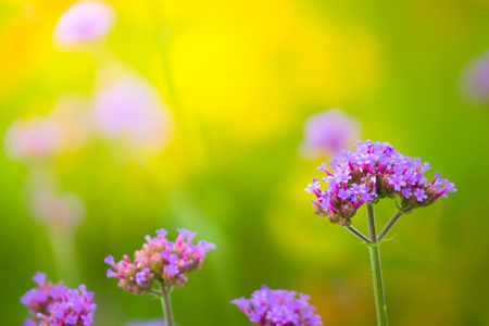 The background image of the colorful flowers, background natureの写真素材