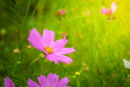 The background image of the colorful flowers, background natureの写真素材