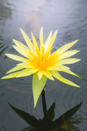 Lotus flowers blooming on the pond in summerの写真素材