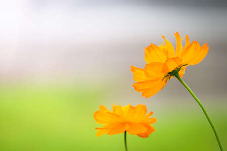 The background image of the colorful flowers, background natureの写真素材