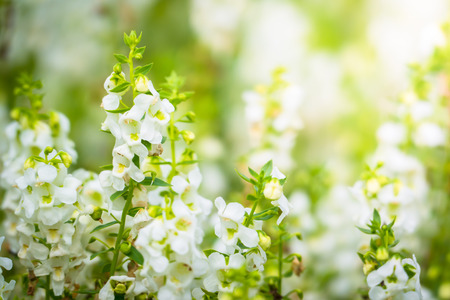 The background image of the colorful flowers, background natureの写真素材