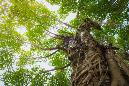 under gree tree canopy during autumn, nature backgroundの写真素材