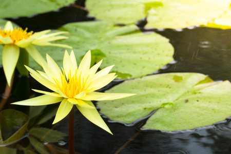 Lotus flowers blooming on the pond in summerの写真素材