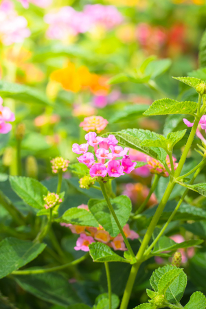 The background image of the colorful flowers, background natureの写真素材